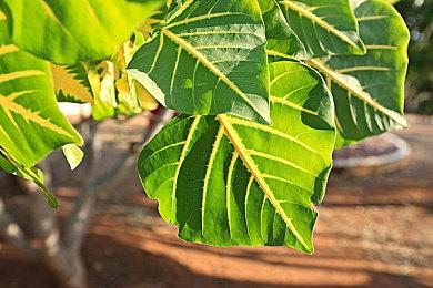 《寂静之地：前方之路》发售日期疑似公布：10月17日