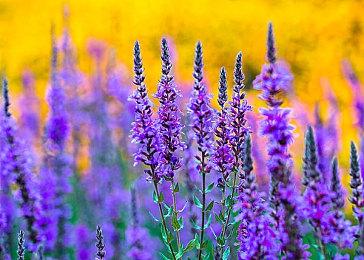 部分《纸片马里奥：千年之门》玩家预购订单被取消